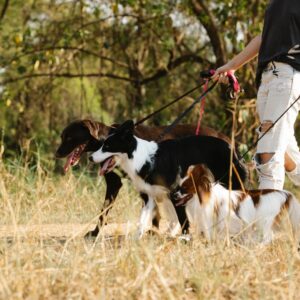 Takiwatanga method of 'in his own time and space' used to overcome fear of dogs in autistic children.
